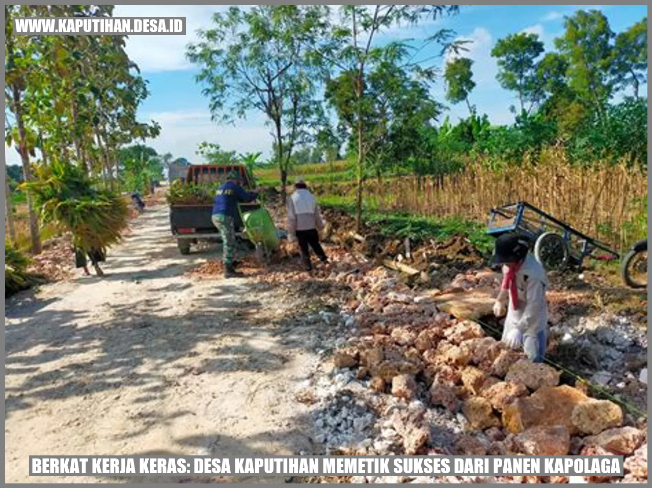 Berkat Kerja Keras: Desa Kaputihan Memetik Sukses dari Panen Kapolaga