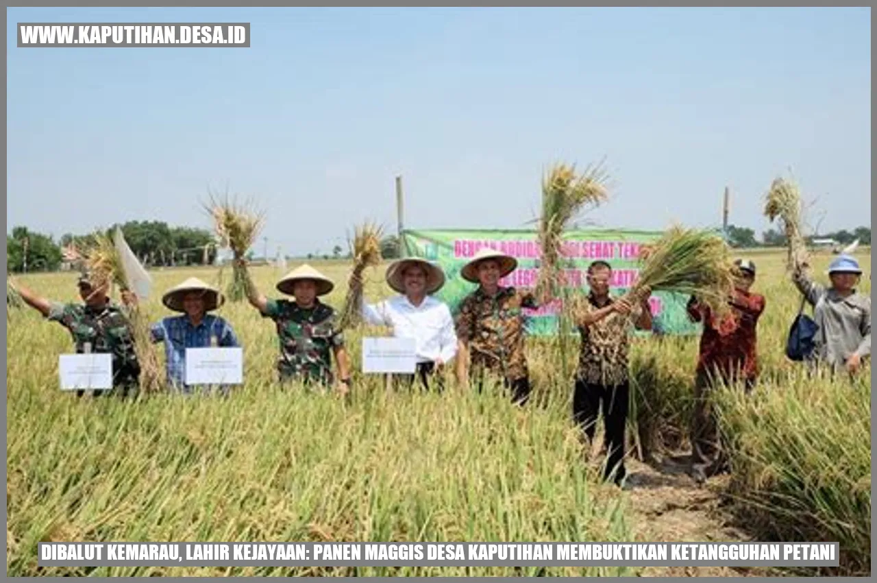 Dibalut Kemarau, Lahir Kejayaan: Panen Maggis Desa Kaputihan Membuktikan Ketangguhan Petani