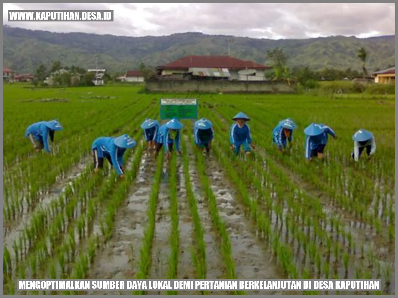 Pertanian Lokal Kaputihan Berkelanjutan