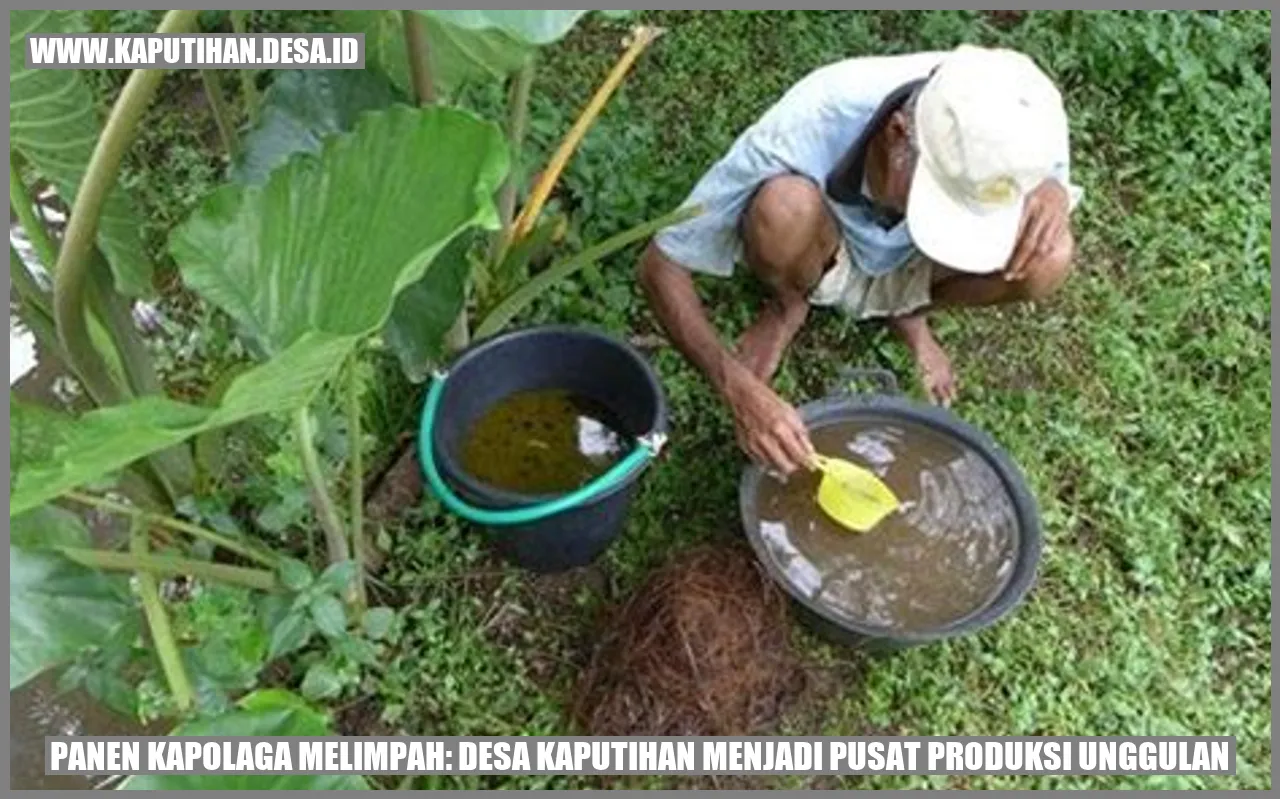Panen Kapolaga Melimpah: Desa Kaputihan Menjadi Pusat Produksi Unggulan