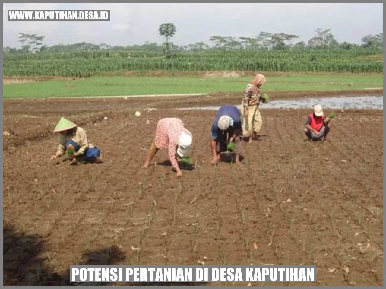 Lahan Pertanian Desa Kaputihan