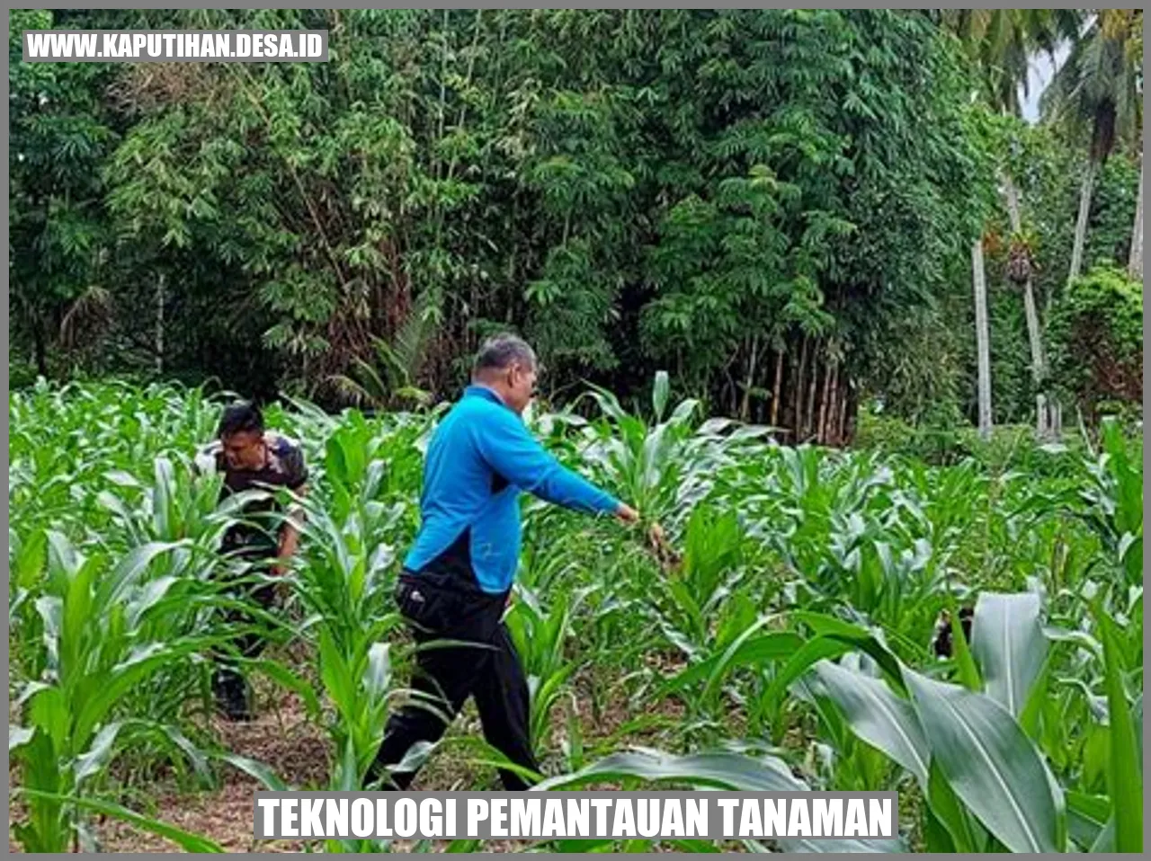 Teknologi Pemantauan Tanaman